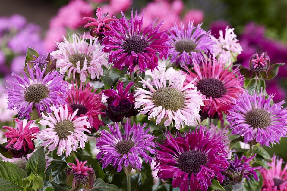 Monarda Elegant Mix: Walter Blom Plants